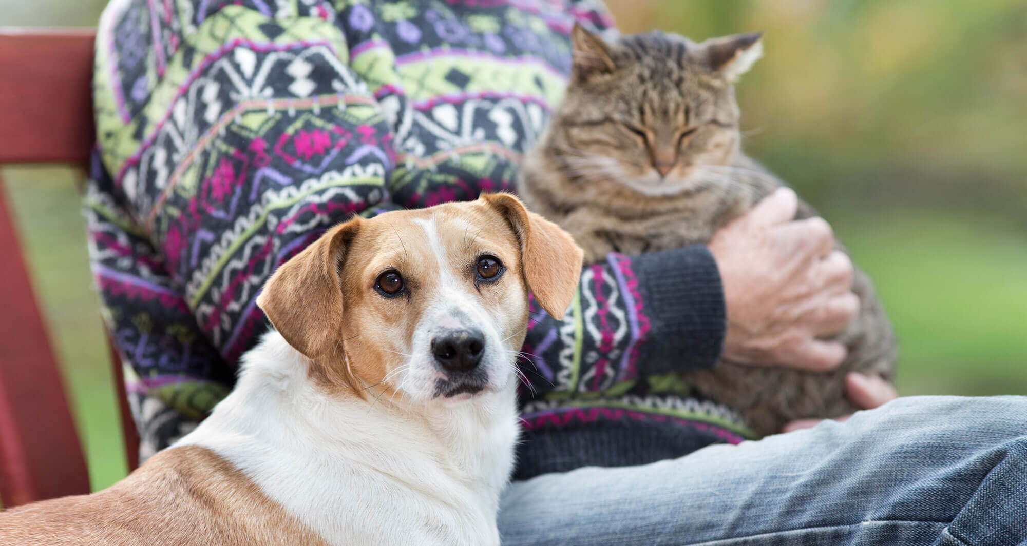 Begleittier in der Therapie, Foto: Budimir Jevtic, shutterstock.com