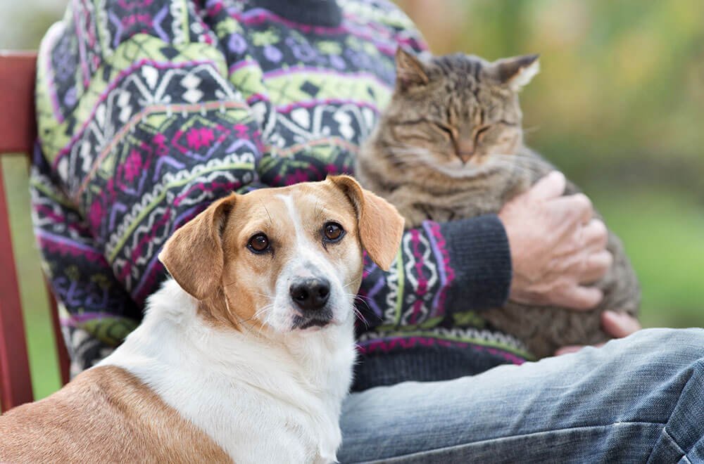 Begleittier in der Therapie, Foto: Budimir Jevtic, shutterstock.com